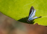 $ Martial Scrub-Hairstreak _MKR1737.jpg