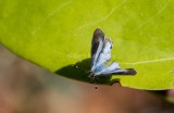 $$ Martial Scrub-Hairstreak _MKR1732.jpg