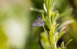 Martial Scrub-Hairstreak _2MK6545.jpg