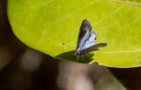 Martial Scrub-Hairstreak _MKR1702.jpg