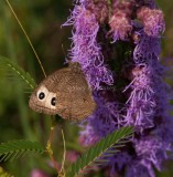 Common Wood-Nymph _11R0479.jpg