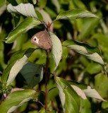 Common Wood-Nymph _11R0487.jpg