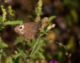 Common Wood-Nymph _11R0498.jpg
