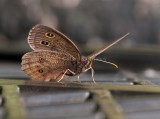 Common Wood-Nymph _11R8558.jpg