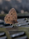 Common Wood-Nymph _11R8561.jpg