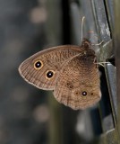 Common Wood-Nymph _11R8564.jpg