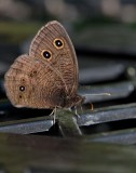 Common Wood-Nymph _11R8565.jpg