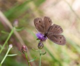 Common Wood-Nymph _11R9018.jpg
