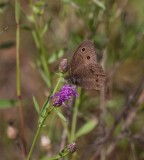 Common Wood-Nymph _11R9024.jpg