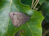 Common Wood-Nymph with one hindwing spot _11R9148.jpg