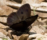 Common Wood-Nymph _I9I4714c.jpg