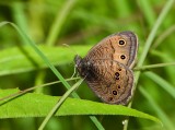 Common Wood-Nymph _I9I5793.jpg