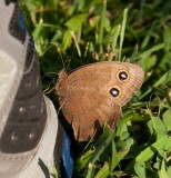 Common Wood-Nymph _I9I9310.jpg