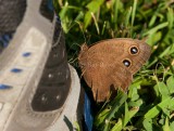 Common Wood-Nymph _I9I9311.jpg