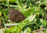 Common Wood-Nymph almost no hindwing spots _I9I9331.jpg