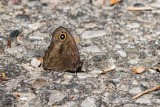Common Wood-Nymph _MG_5533.jpg