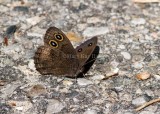 Common Wood-Nymph _MG_5536.jpg