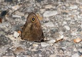 Common Wood-Nymph _MG_5538.jpg