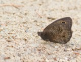 Common Wood-Nymph _MG_7936.jpg