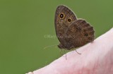 Common Wood-Nymph _MG_8205.jpg