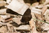 Common Wood-nymph _I9I4730.jpg
