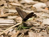 Common Wood-nymph _I9I4740.jpg