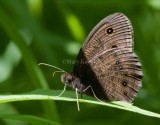 Common Wood-nymph with lots of hindwing spots _MG_1096.jpg