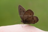Common Wood-nymph _MG_1189.jpg