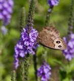 Common Wood-nymph _MG_9014.jpg