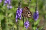 Common Wood-nymph _MG_9027.jpg
