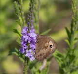 Common Wood-nymph _MG_9035.jpg
