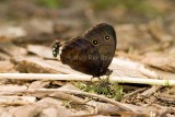 Common Wood-nymph fly attack _I9I4816.jpg