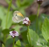Dainty Sulphur _11R2186.jpg