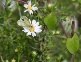 Dainty Sulphur _11R2258.jpg