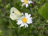 Dainty Sulphur _11R2263.jpg
