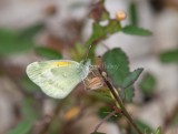 Dainty Sulphur _11R2525.jpg