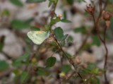 Dainty Sulphur _11R2528.jpg