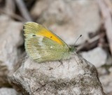 Dainty Sulphur _11R2668.jpg