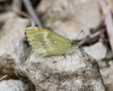 Dainty Sulphur _11R2680.jpg