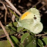 Dainty Sulphur _I9I1221.jpg