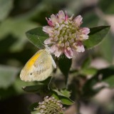 Dainty Sulphur _MG_2078.jpg