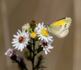 Dainty Sulphur _MKR2205.jpg