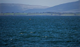 From Salthill.