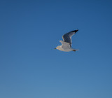 Flying in the wild blue yonder
