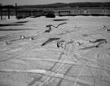 Birds in winter