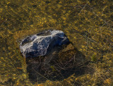 Peeking through the water