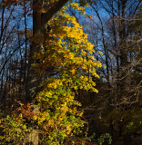 Autumn in Connecticut