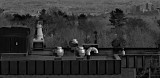 Outgrowths - Color version below
