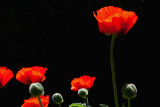 8275 C Poppies