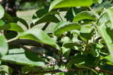 8278 Apple